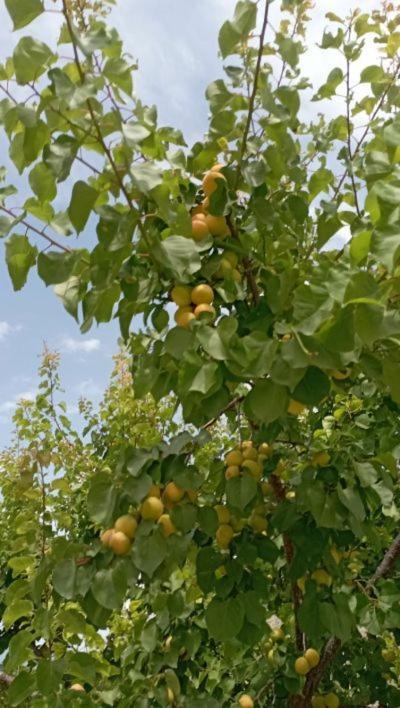 Aνεξάρτητη Παραδοσιακή Πέτρινη Κατοικία Corinth Luaran gambar