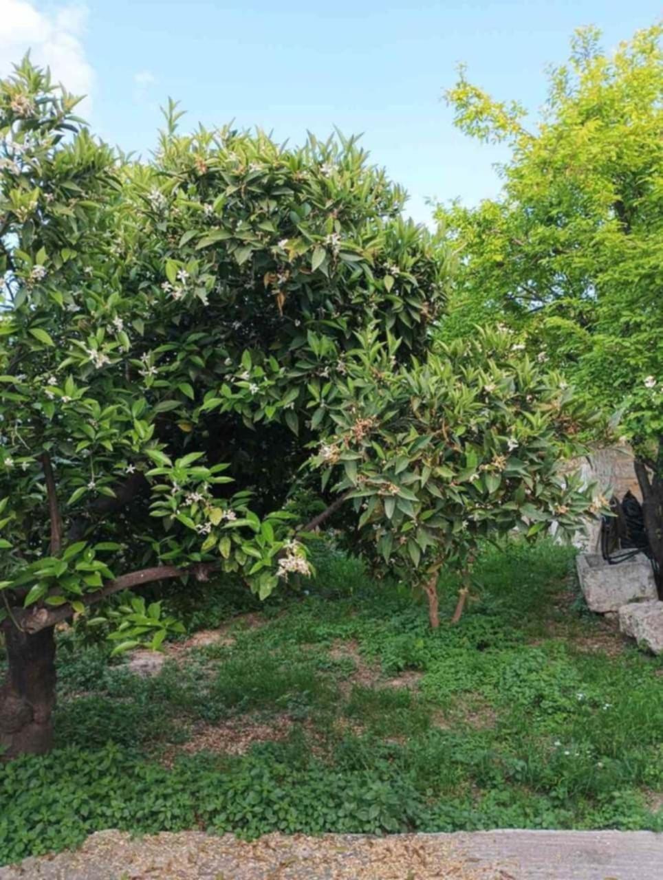 Aνεξάρτητη Παραδοσιακή Πέτρινη Κατοικία Corinth Luaran gambar